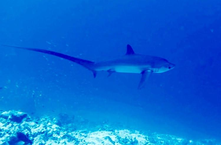 Endhaa, Divers Home Fuvahmulah Exteriör bild
