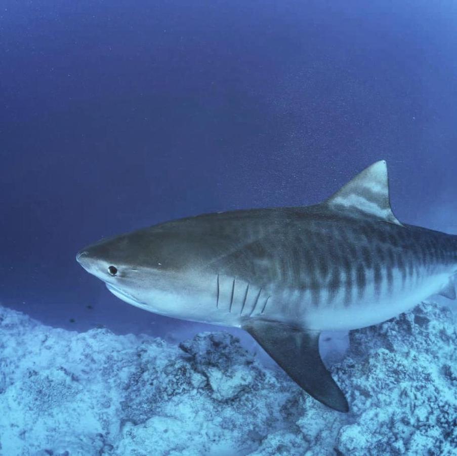 Endhaa, Divers Home Fuvahmulah Exteriör bild